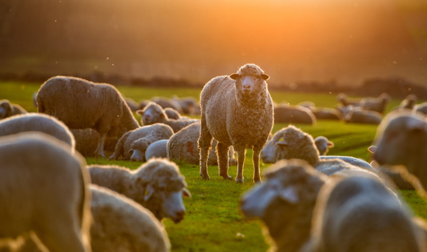 animal reproductive science